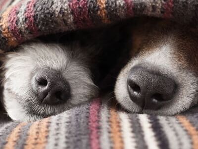 2 Hundenasen kuscheln unter einer Decke