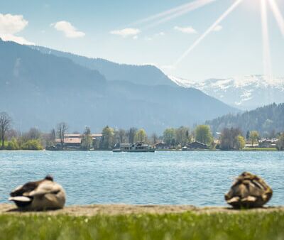 Fruehling am Tegernsee zwei Enten geniessen den blauen Himmel und Sonnenschein