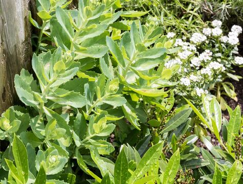 Im Garten des Hotel Der Westerhof