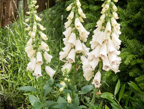 Im Garten des Hotel Der Westerhof